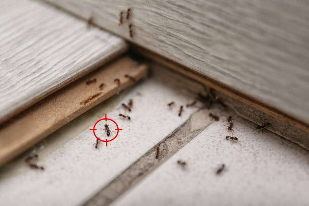 Best Emergency Pest Control  in Oxford, AL