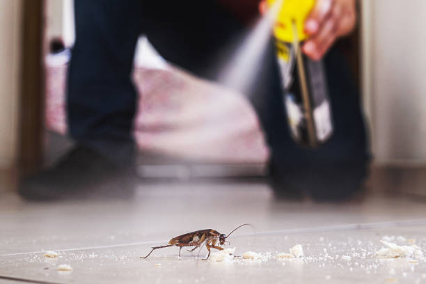 Best Spider Control Near Me  in Oxford, AL