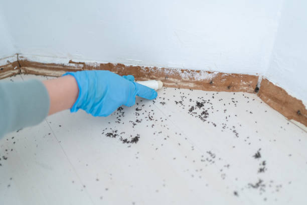 Reliable Oxford, AL Pest Control Solutions